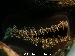 seashells by Hisham Elshafie 
